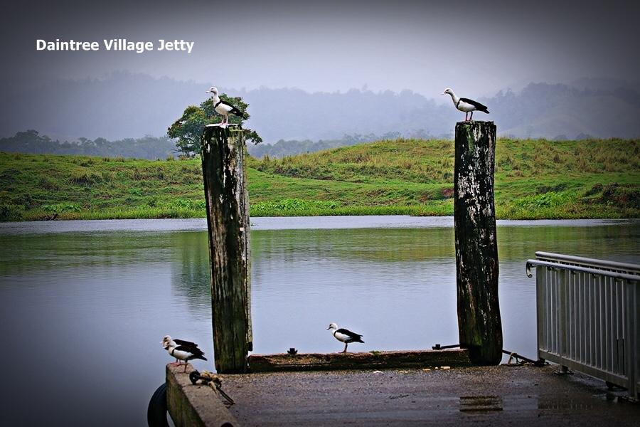 Villa Egrets Rest à Daintree Extérieur photo